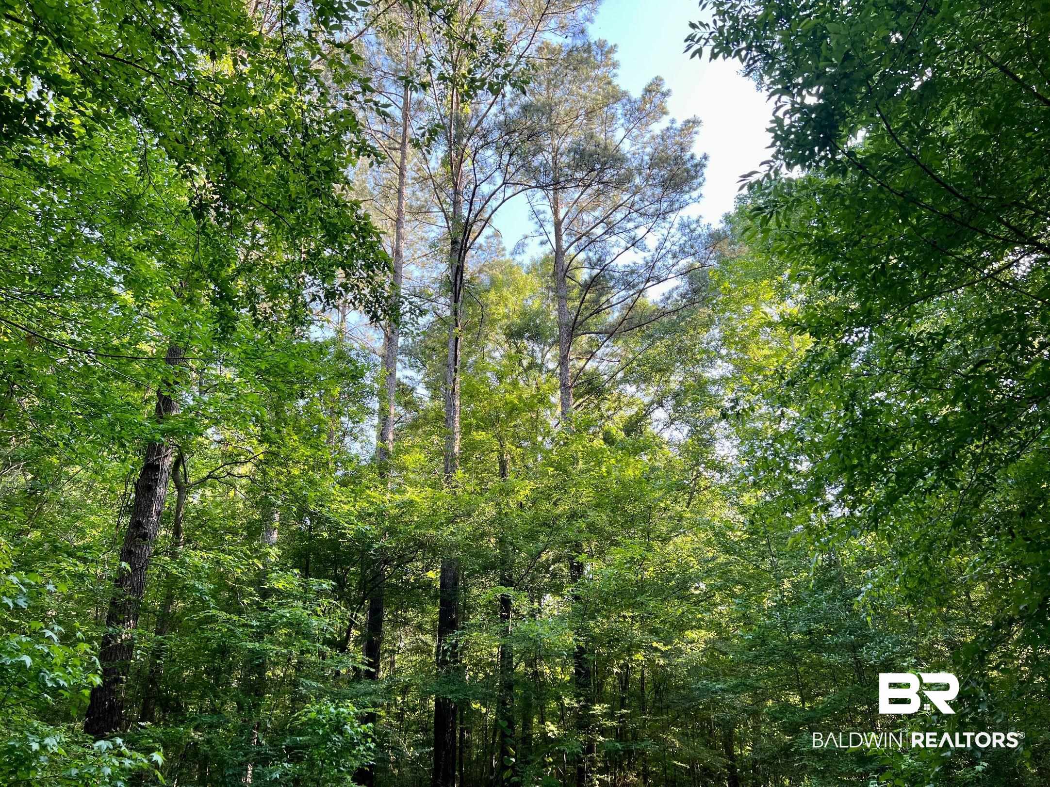 0 Country Road Millry, AL 36558 - Photo 17 of 49