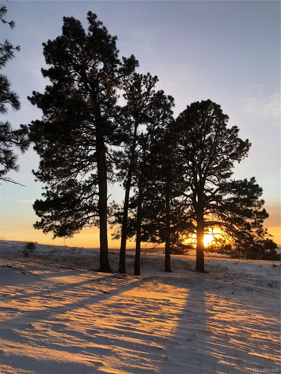 31885 Ridge Road Ramah, CO 80832 - Photo 41 of 47 a view of outdoor space with lots of trees