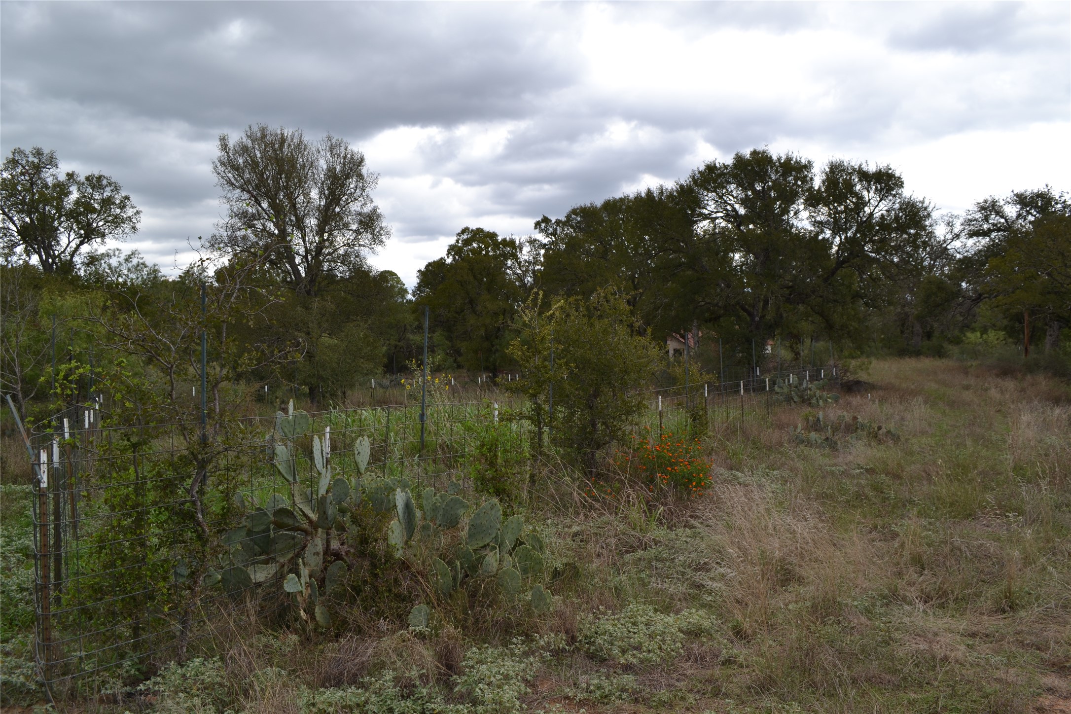 0 Ranch Road 2241 Tow, TX 78672 - Photo 18 of 33 Mature trees and native foliage define this expansive lot, awaiting your vision.