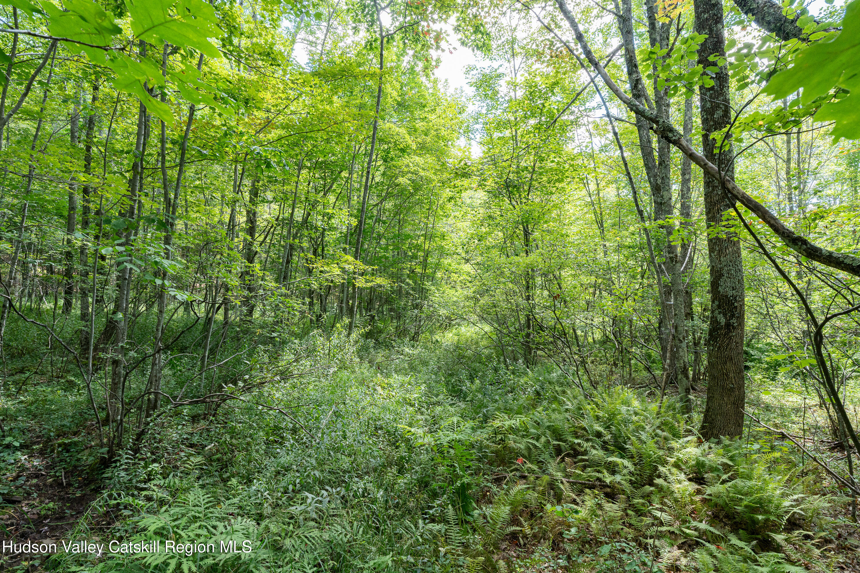 0 Joe Todd Road Fleischmanns, NY 12430 - Photo 10 of 18 a view of a lush green forest