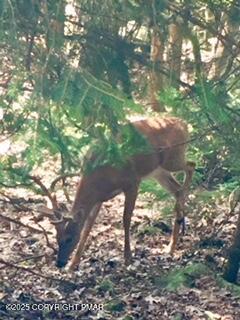 12 Hickory Road Lake Harmony, PA 18624 - Photo 77 of 86 a backyard of a house