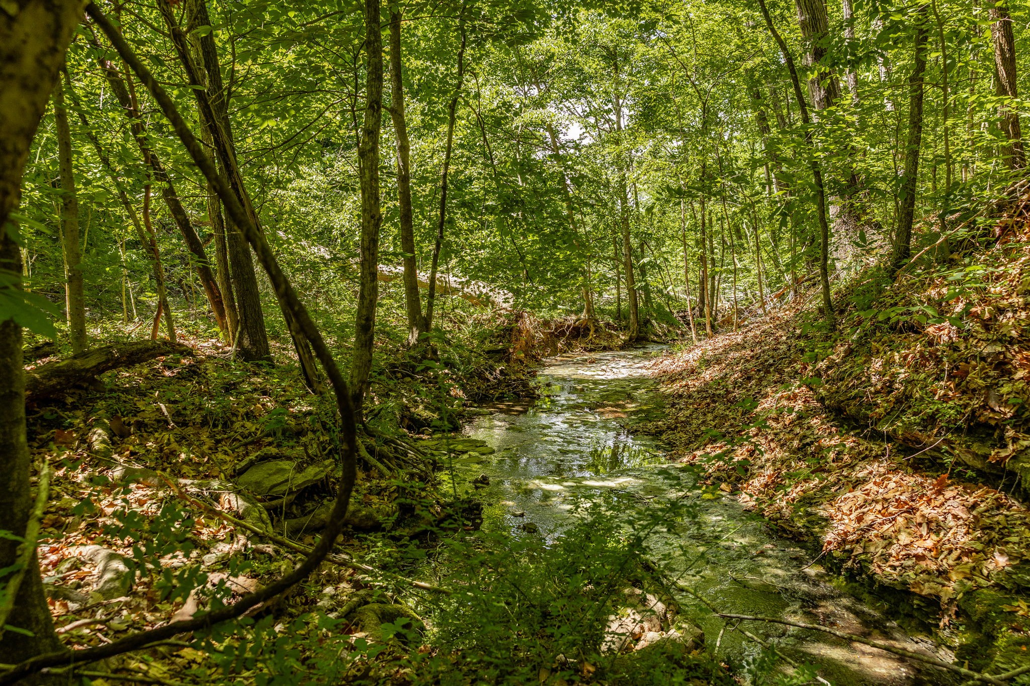 0 Rabe Coats Road Westmoreland, TN 37186 - Photo 54 of 68 Gallery Image 54