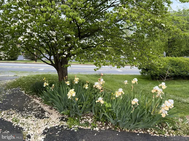 a view of a garden with plants