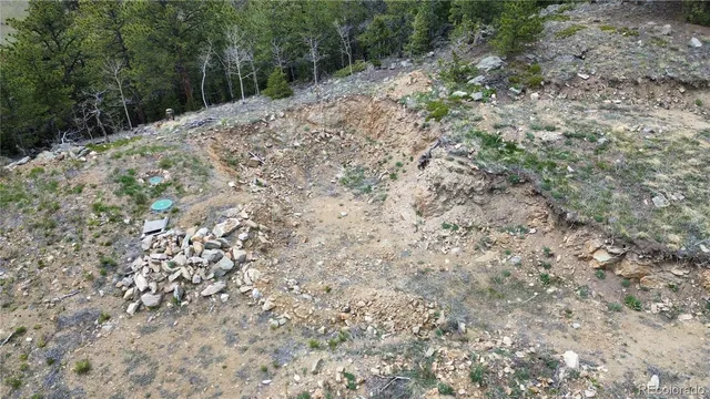 a view of a forest with a tree