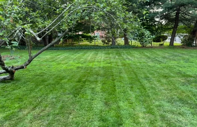 a view of a trees in a park