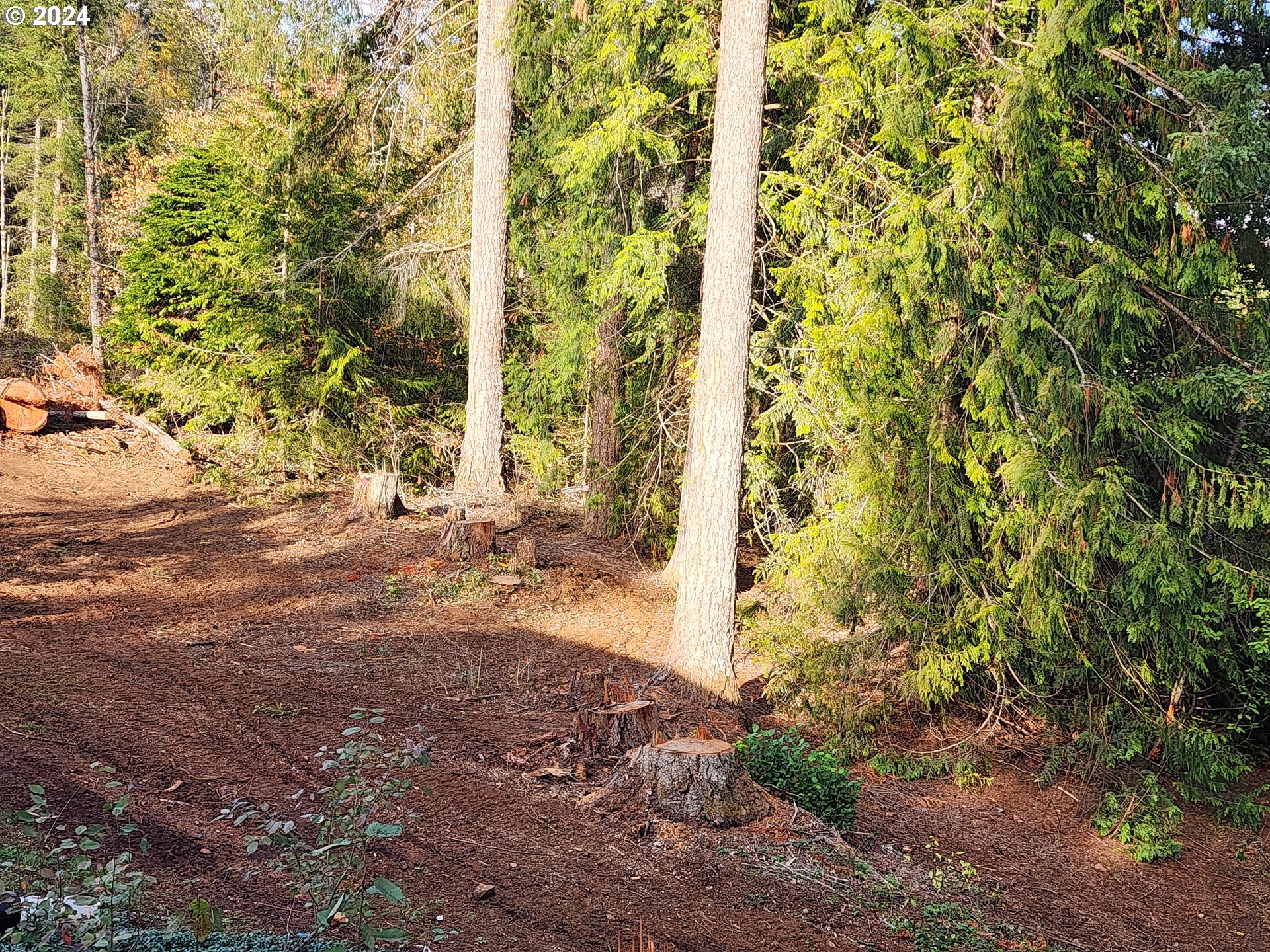 24361 South Upper Highland Road Colton, OR 97017 - Photo 14 of 47 a view of a yard with plants and wooden fence
