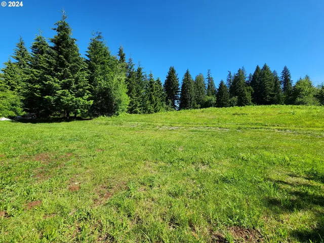 a view of green field with plants and large trees