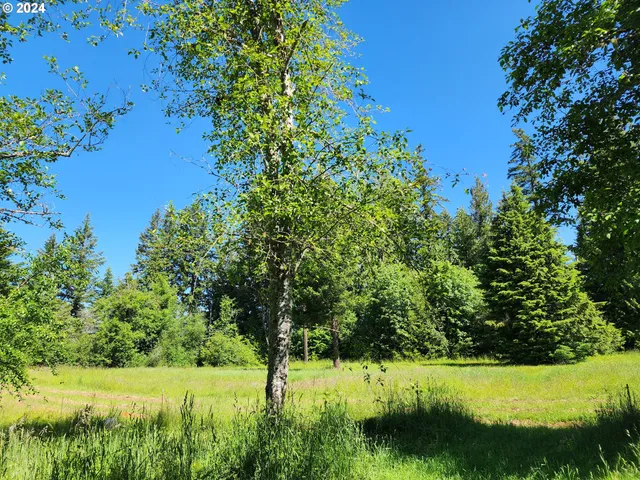 a view of a garden with plants