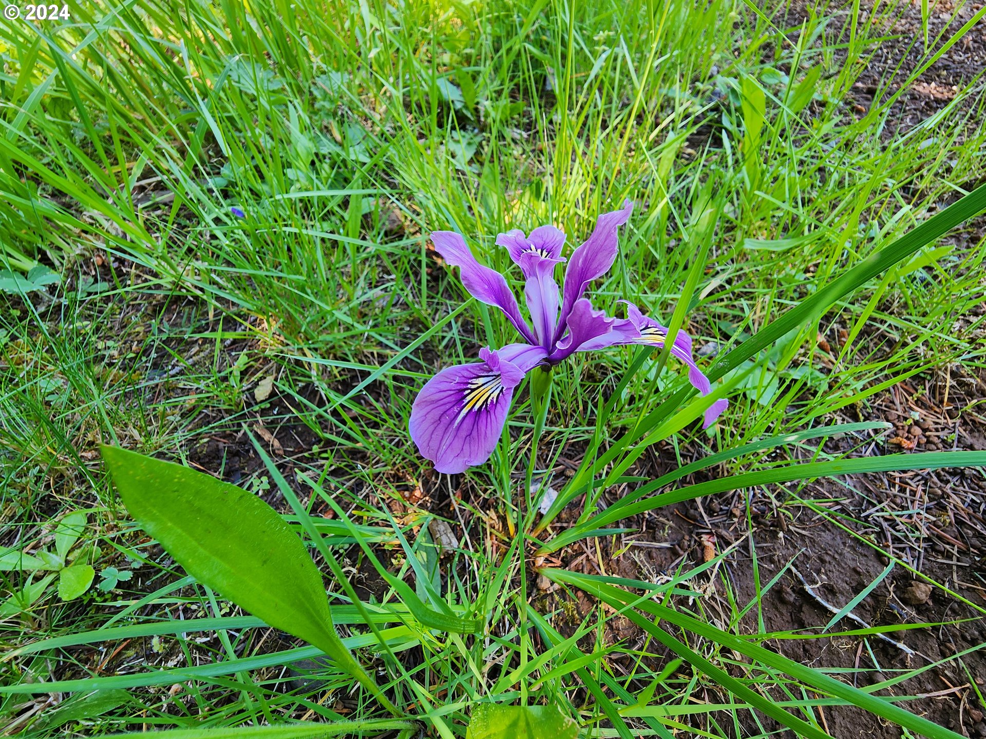 24361 South Upper Highland Road Colton, OR 97017 - Photo 47 of 47 a view of a flower in a garden