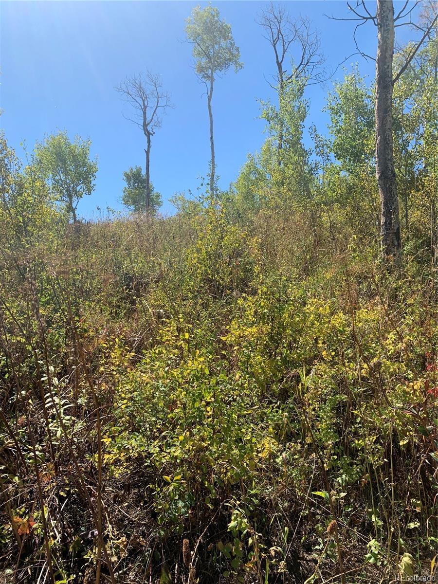 57615 Longfellow Way Clark, CO 80428 - Photo 17 of 20 a view of a field with a tree