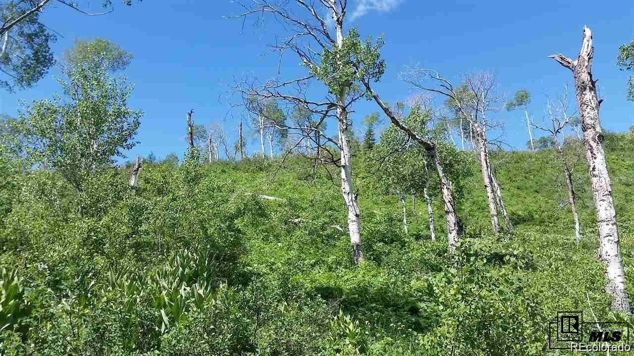 57615 Longfellow Way Clark, CO 80428 - Photo 2 of 20 a view of a yard with a tree