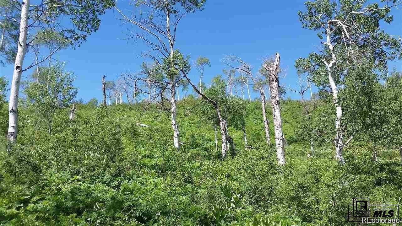 57615 Longfellow Way Clark, CO 80428 - Photo 10 of 20 a view of a garden