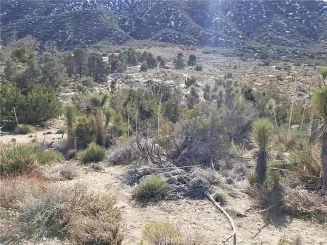 a view of a dry yard