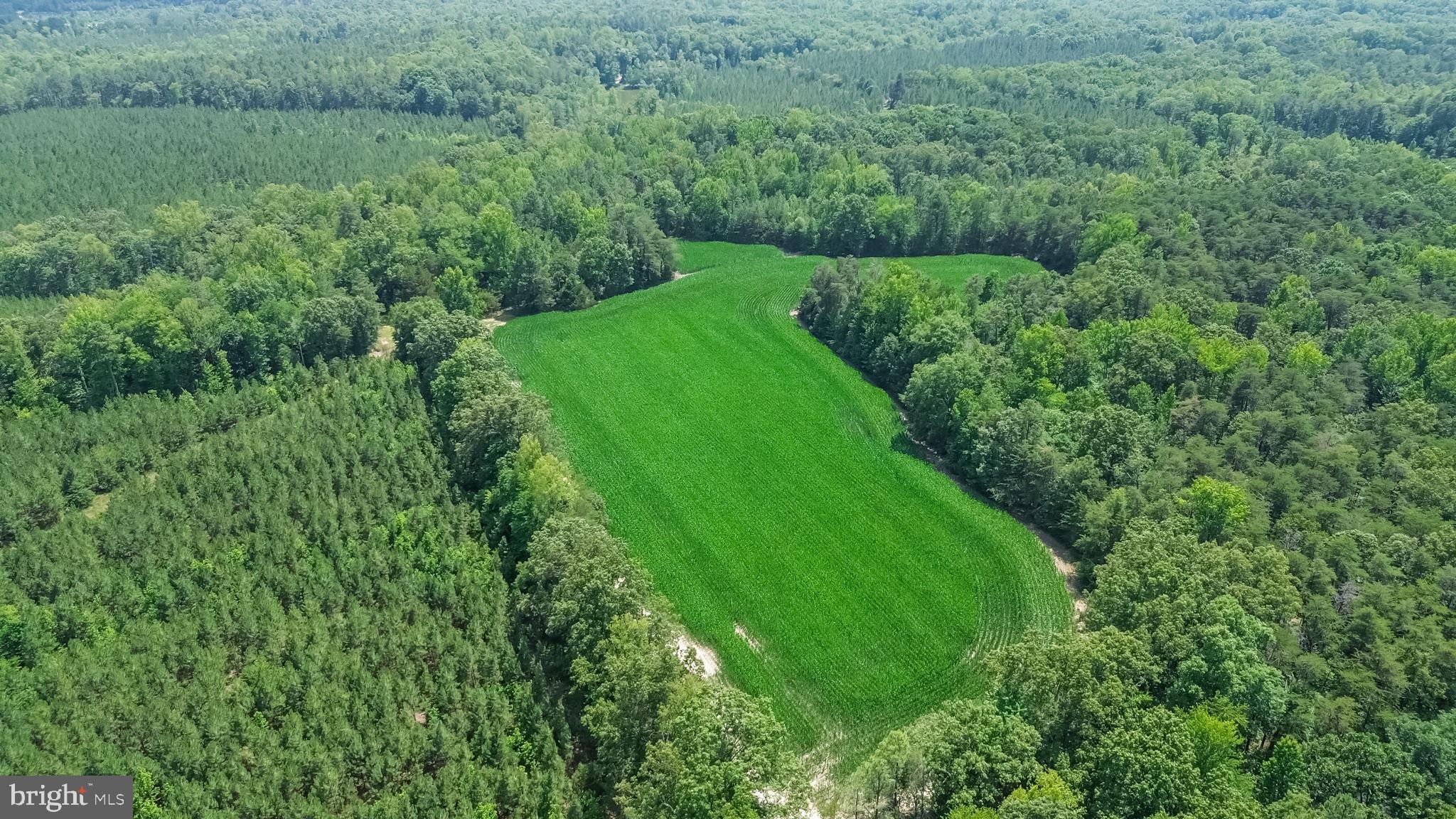 0 Todd Lane Ruther Glen, VA 22546 - Photo 1 of 8 Lush green fields embrace the forest.