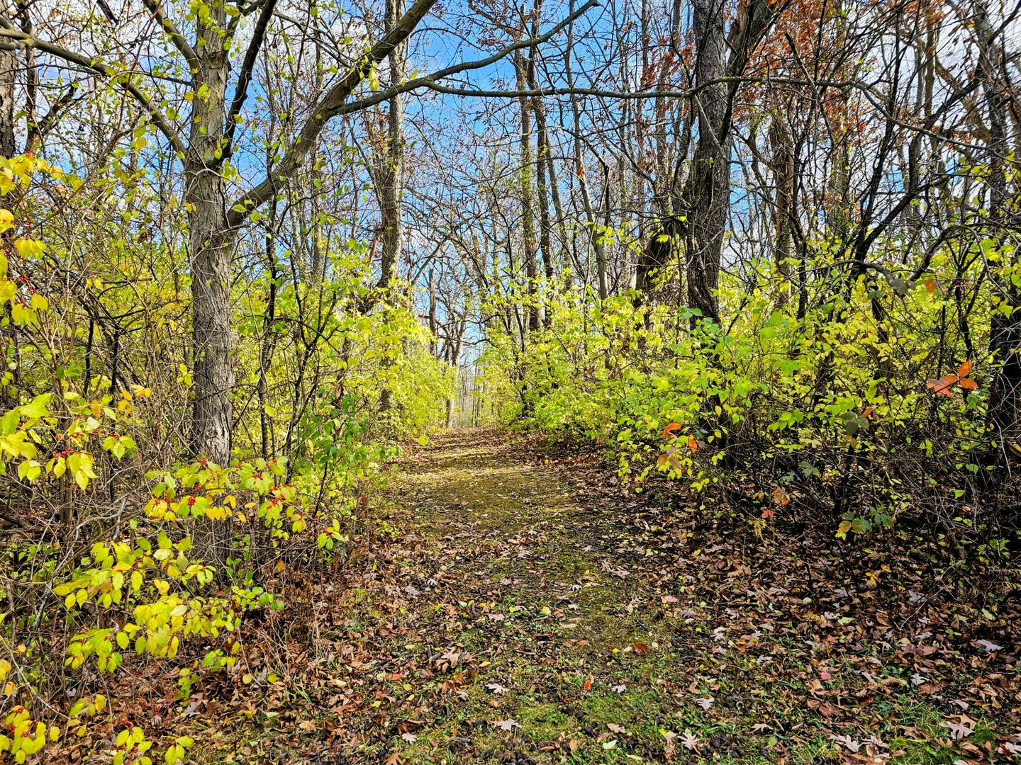 Int Irish Ln And Lincoln Road Harvard, IL 60033 - Photo 14 of 21