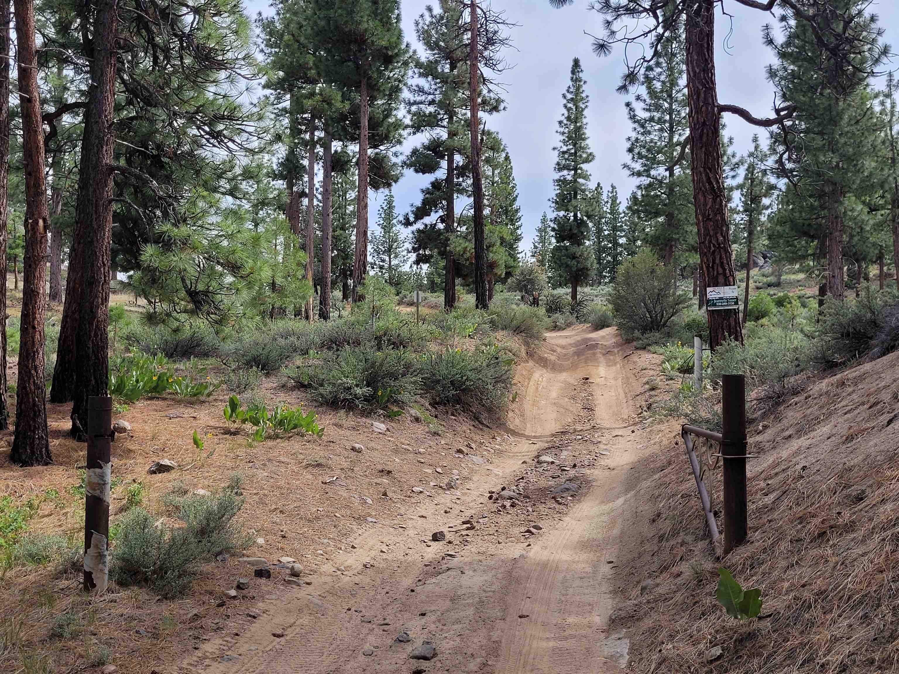S18 Long Valley Road Loyalton, CA 96118 - Photo 2 of 26 a view of a dry yard with trees