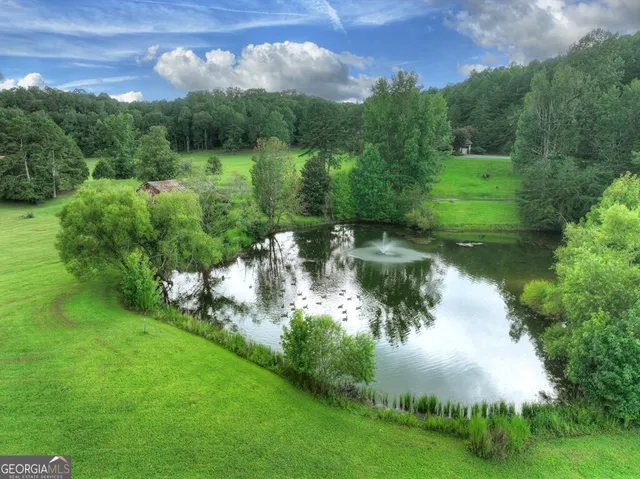 a view of a big yard with potted plants and large tree