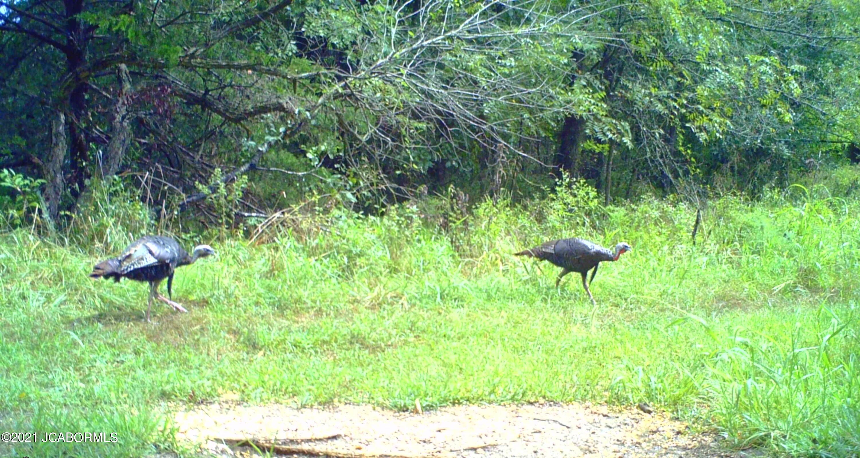 60924 Red Bird Road Jamestown, MO 65046 - Photo 18 of 50