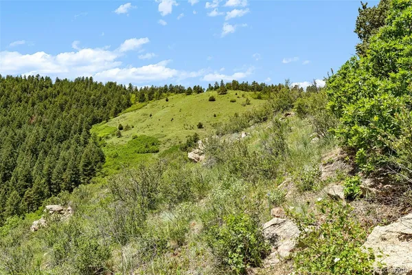 a view of a lush green forest with a mountain