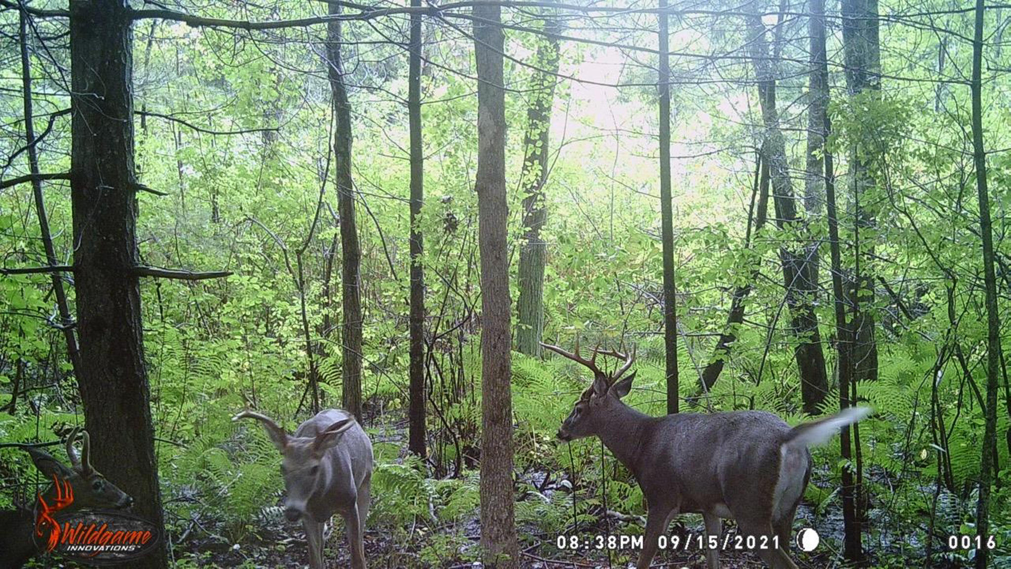 840 Old Winn Road Springfield, ME 04487 - Photo 33 of 35 33