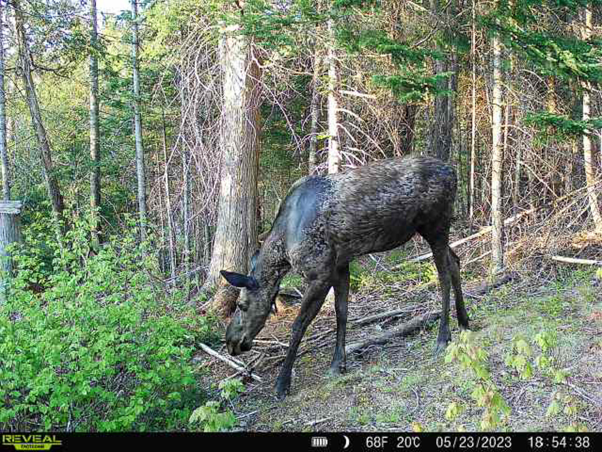 840 Old Winn Road Springfield, ME 04487 - Photo 34 of 35 34