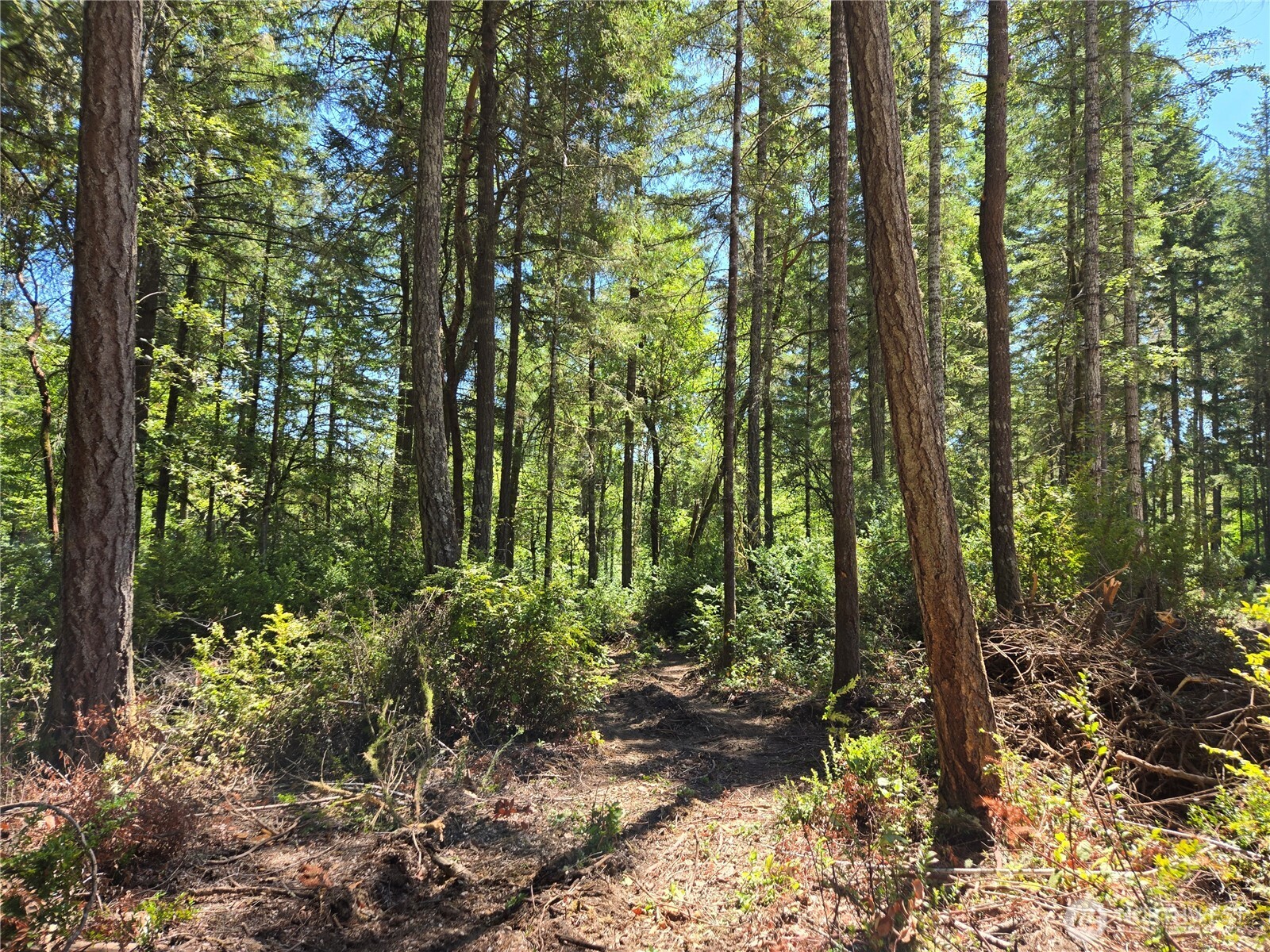 19205 30th Street Southwest Lakebay, WA 98349 - Photo 13 of 19 a view of forest
