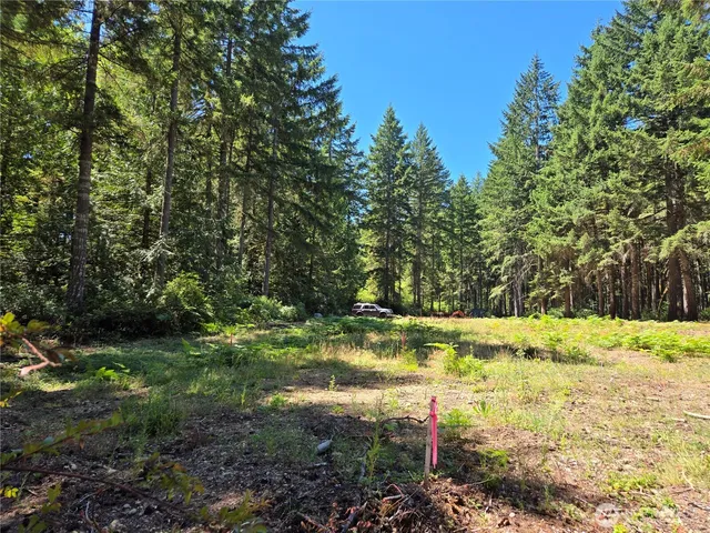 a view of a forest with tall trees