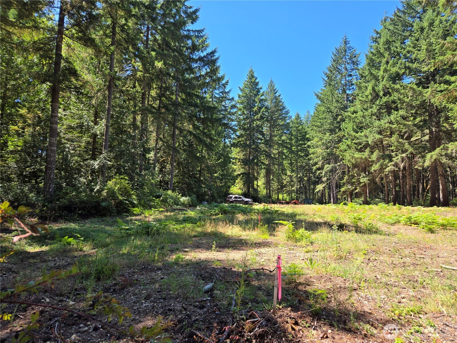 19205 30th Street Southwest Lakebay, WA 98349 - Photo 14 of 19 a view of a yard with a tree