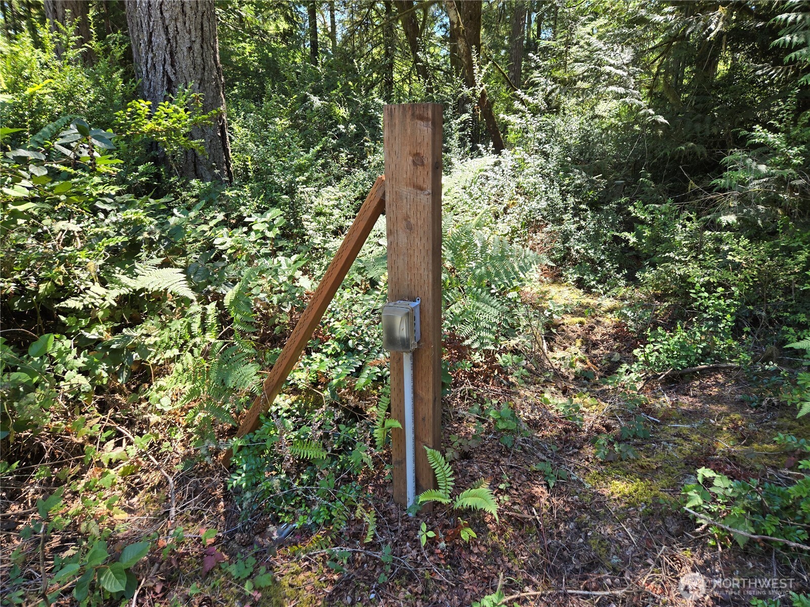 19205 30th Street Southwest Lakebay, WA 98349 - Photo 15 of 19 a view of a forest with tall trees