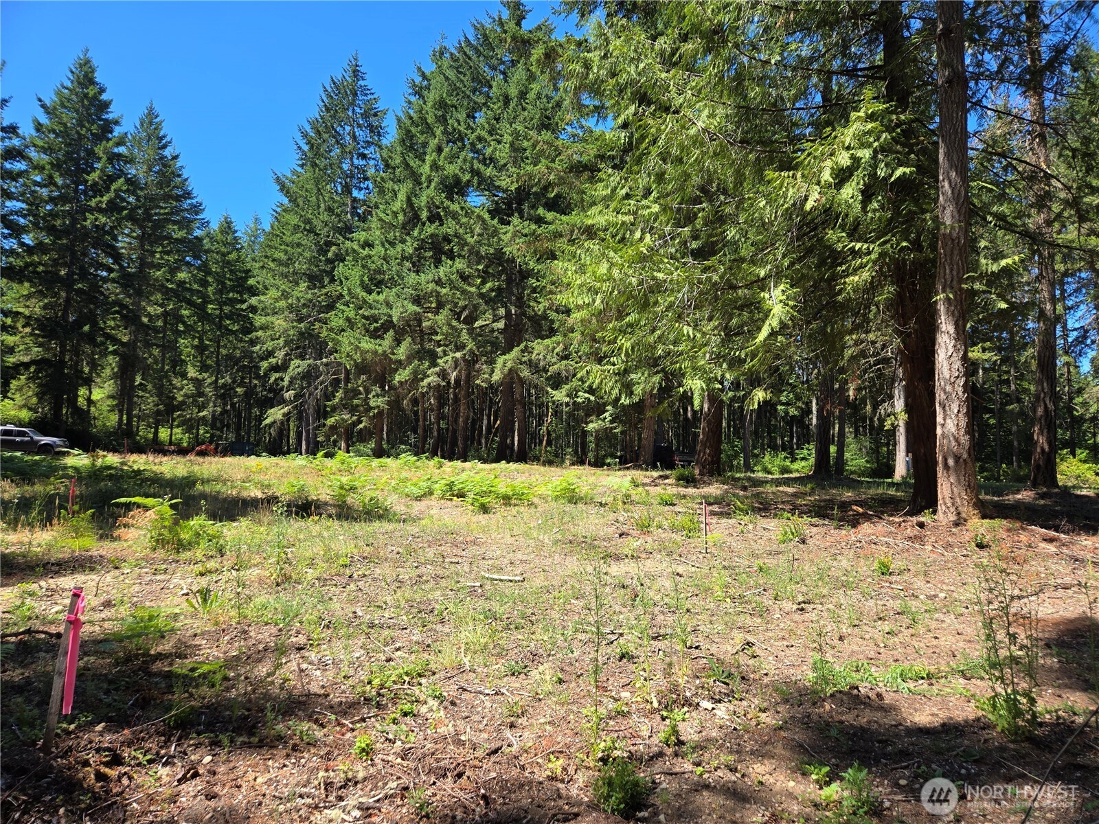 19205 30th Street Southwest Lakebay, WA 98349 - Photo 2 of 19 a view of a yard with large trees