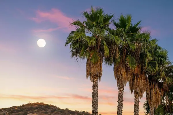 a view of and palm trees