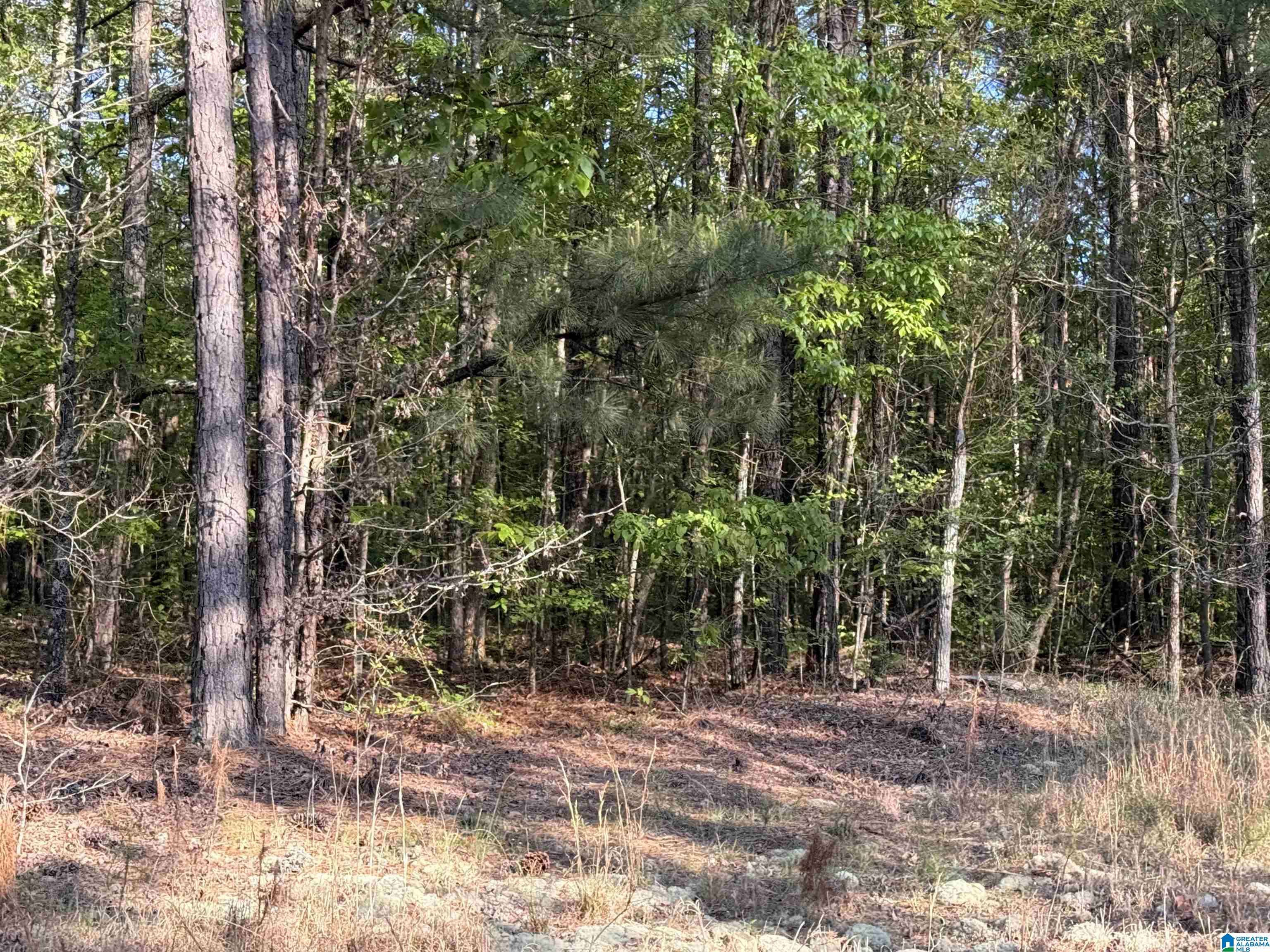 0 Piney Woods Road, Unit 3 Vincent, AL 35178 - Photo 2 of 16