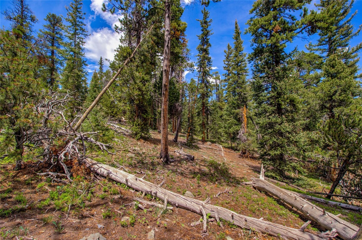 2190 Kootchie Kootchie Road Alma, CO 80420 - Photo 11 of 35 a view of a yard with plants and trees