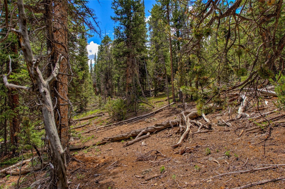 2190 Kootchie Kootchie Road Alma, CO 80420 - Photo 3 of 35 a view of a yard with plants and trees
