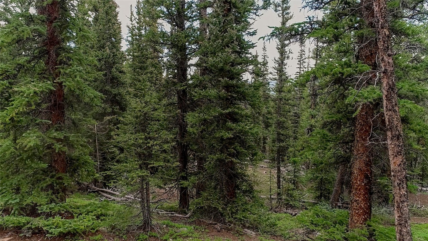 2190 Kootchie Kootchie Road Alma, CO 80420 - Photo 32 of 35 a view of a forest with a tree