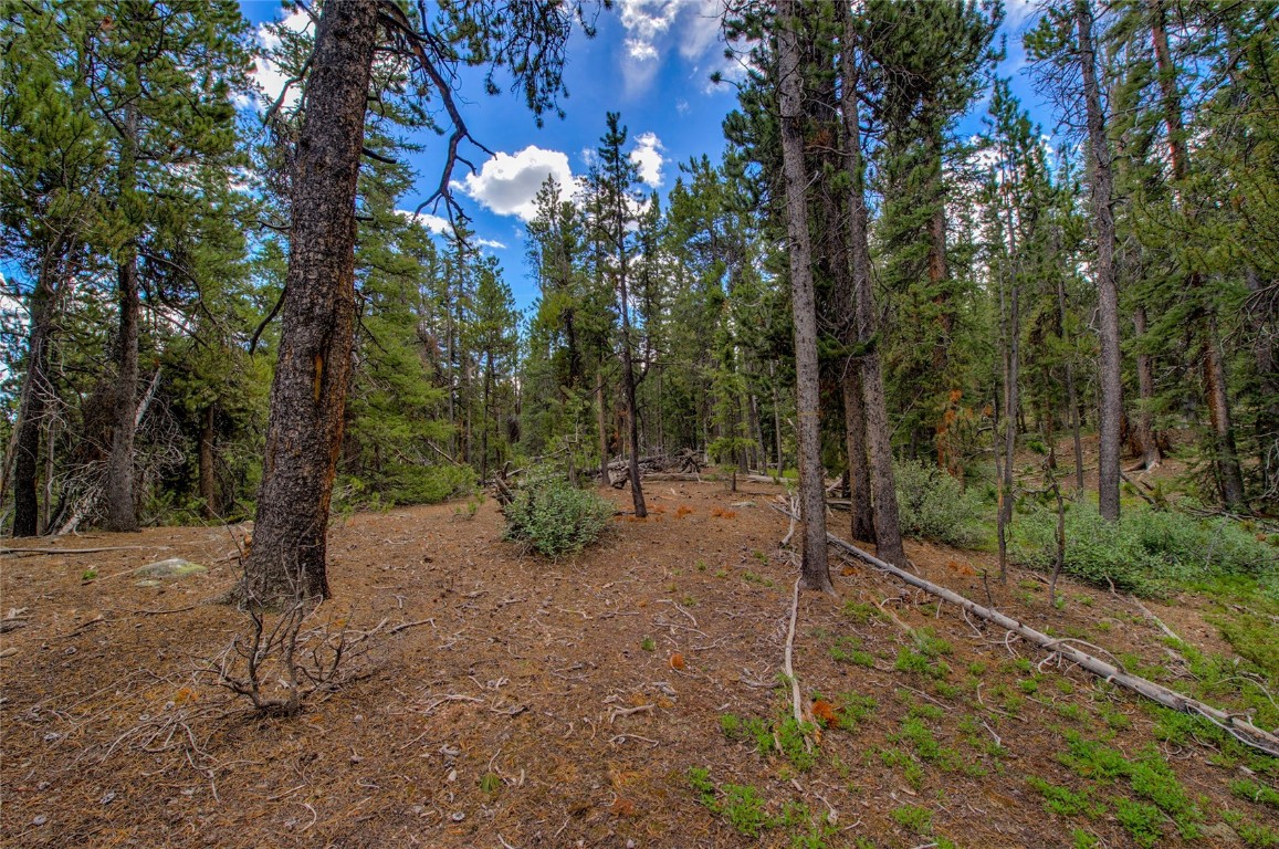 2190 Kootchie Kootchie Road Alma, CO 80420 - Photo 5 of 35 a view of a forest with trees