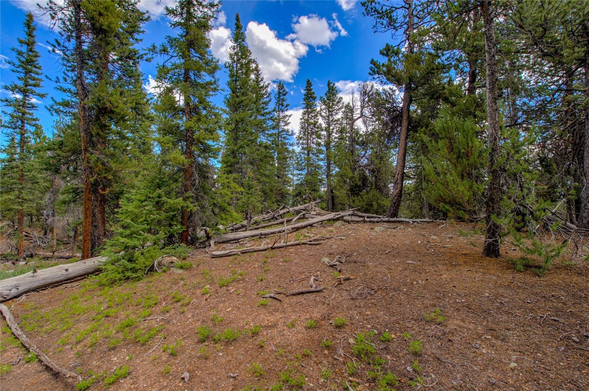 2190 Kootchie Kootchie Road Alma, CO 80420 - Photo 6 of 35 a view of a forest with trees in the background