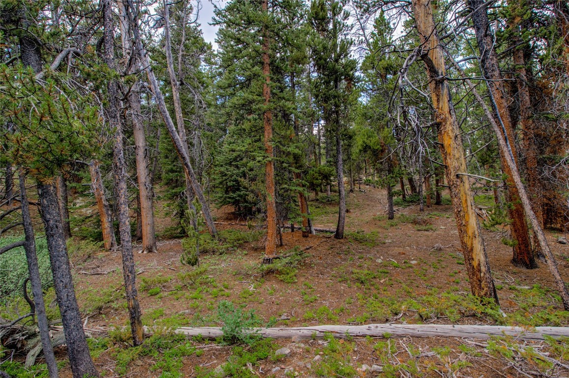 2190 Kootchie Kootchie Road Alma, CO 80420 - Photo 7 of 35 a view of a forest with trees