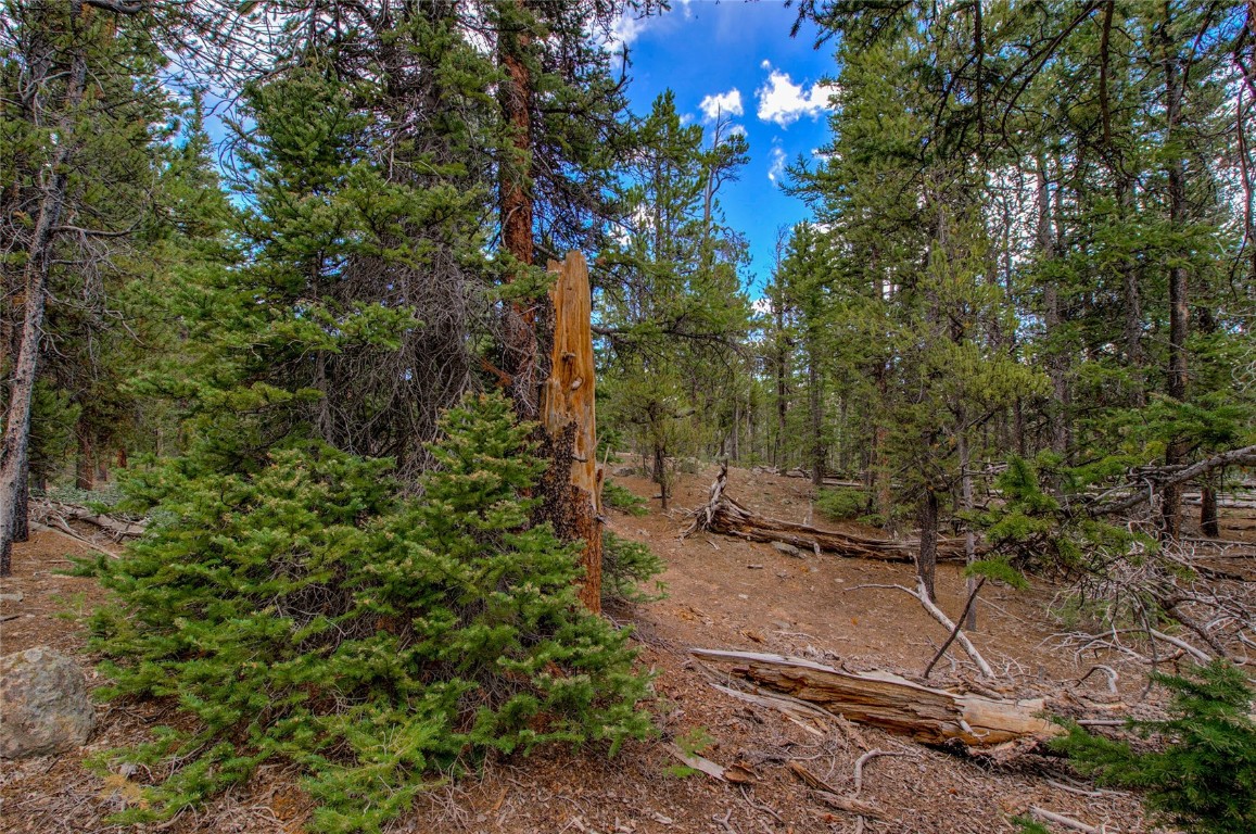 2190 Kootchie Kootchie Road Alma, CO 80420 - Photo 8 of 35 a view of a yard with plants