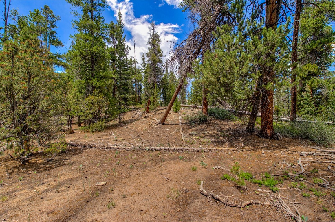 2190 Kootchie Kootchie Road Alma, CO 80420 - Photo 9 of 35 a view of a yard with plants and trees