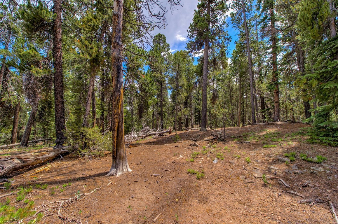 2190 Kootchie Kootchie Road Alma, CO 80420 - Photo 10 of 35 a view of a tree with trees in front of it