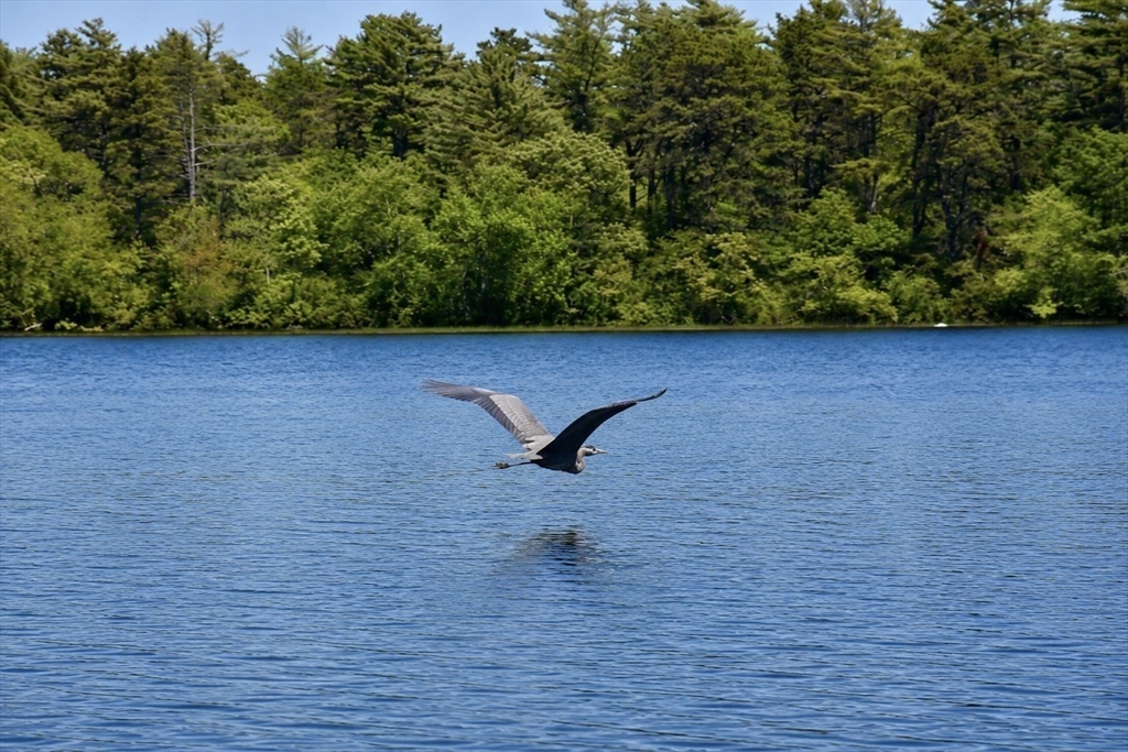 14 Spectacle Pond Terrace Wareham, MA 02538 - Photo 38 of 40