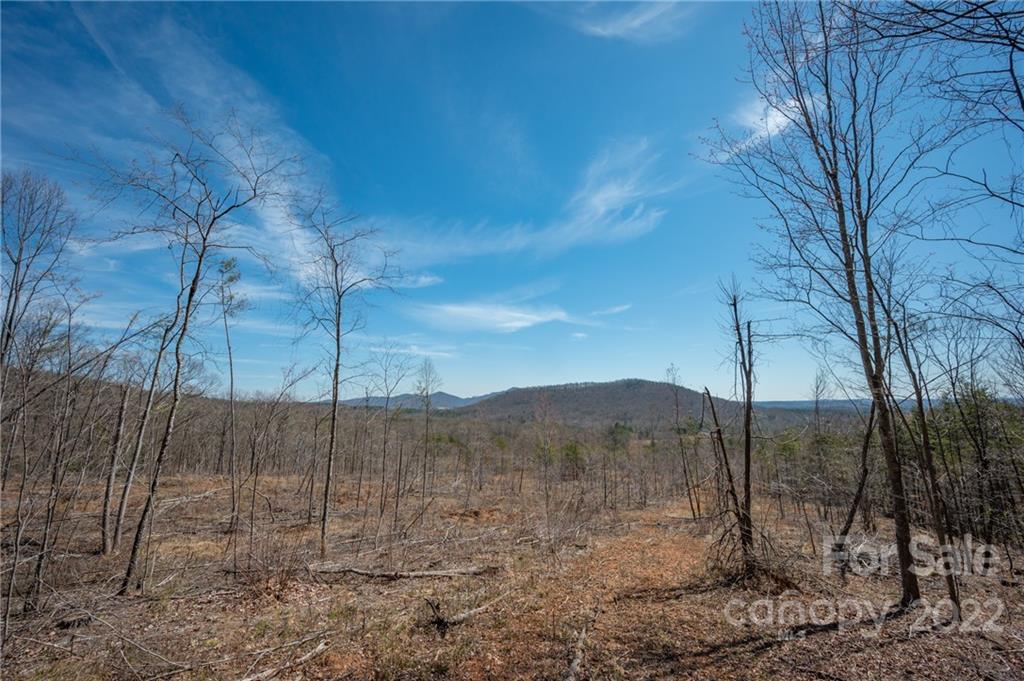 0 Waters Road Bostic, NC 28018 - Photo 8 of 48 a view of a dry yard with trees