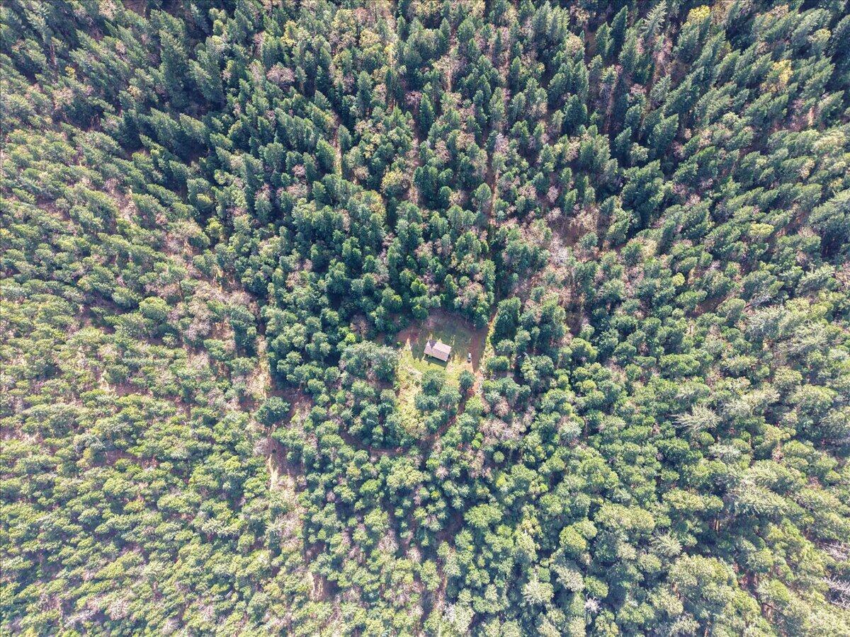 2787 Davis Creek Road Selma, OR 97538 - Photo 18 of 22 a close up of a tree