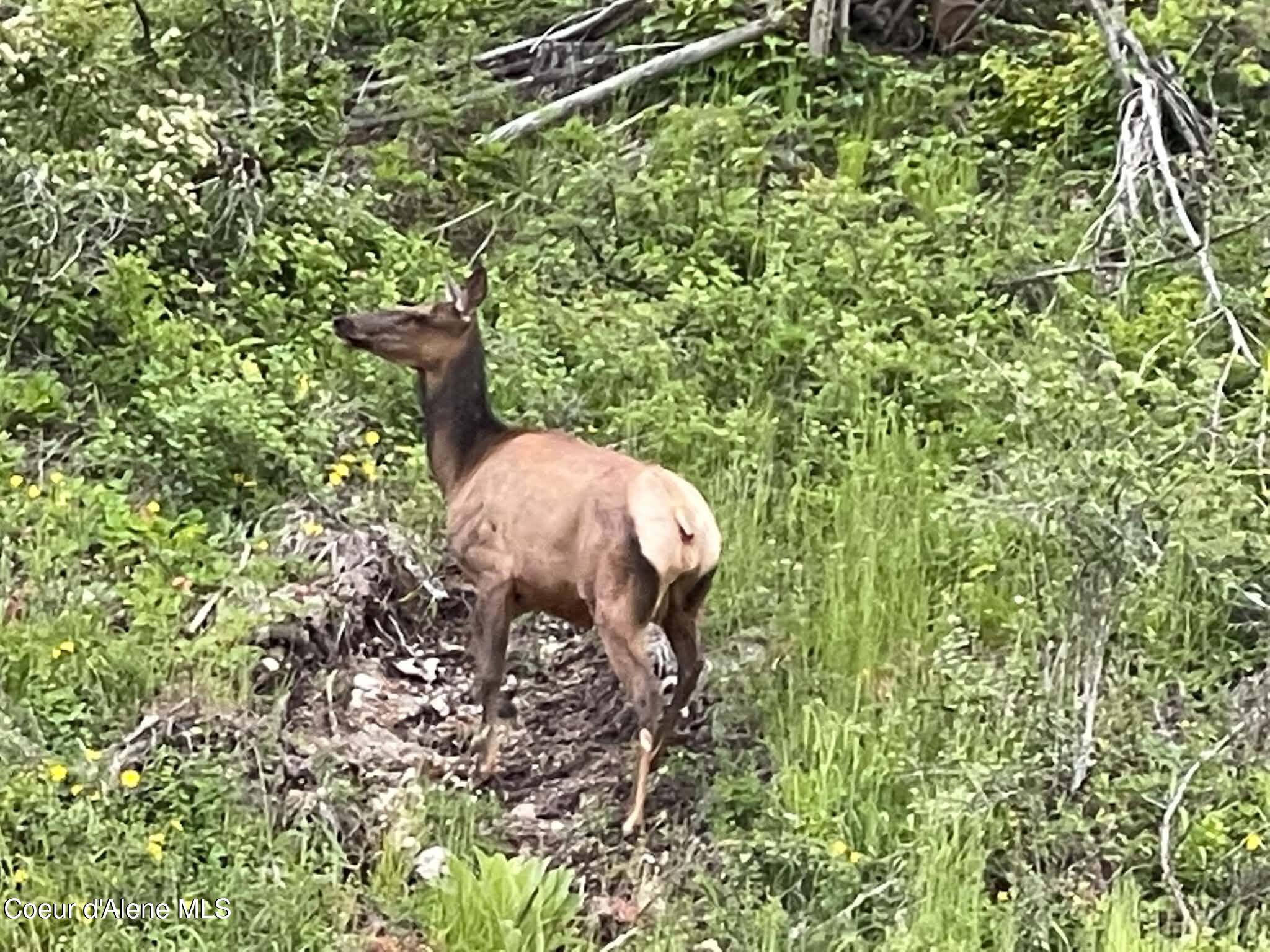 elk
