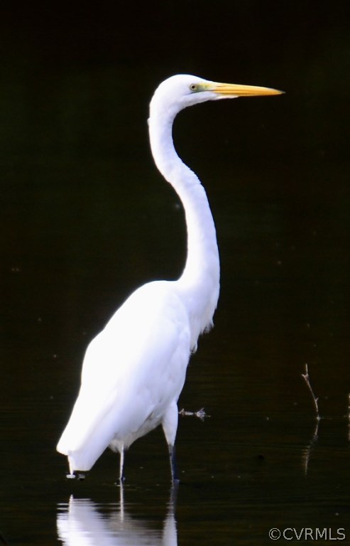 13805 Beechwood Point Road Midlothian, VA 23112 - Photo 47 of 49 Snowy Egret.