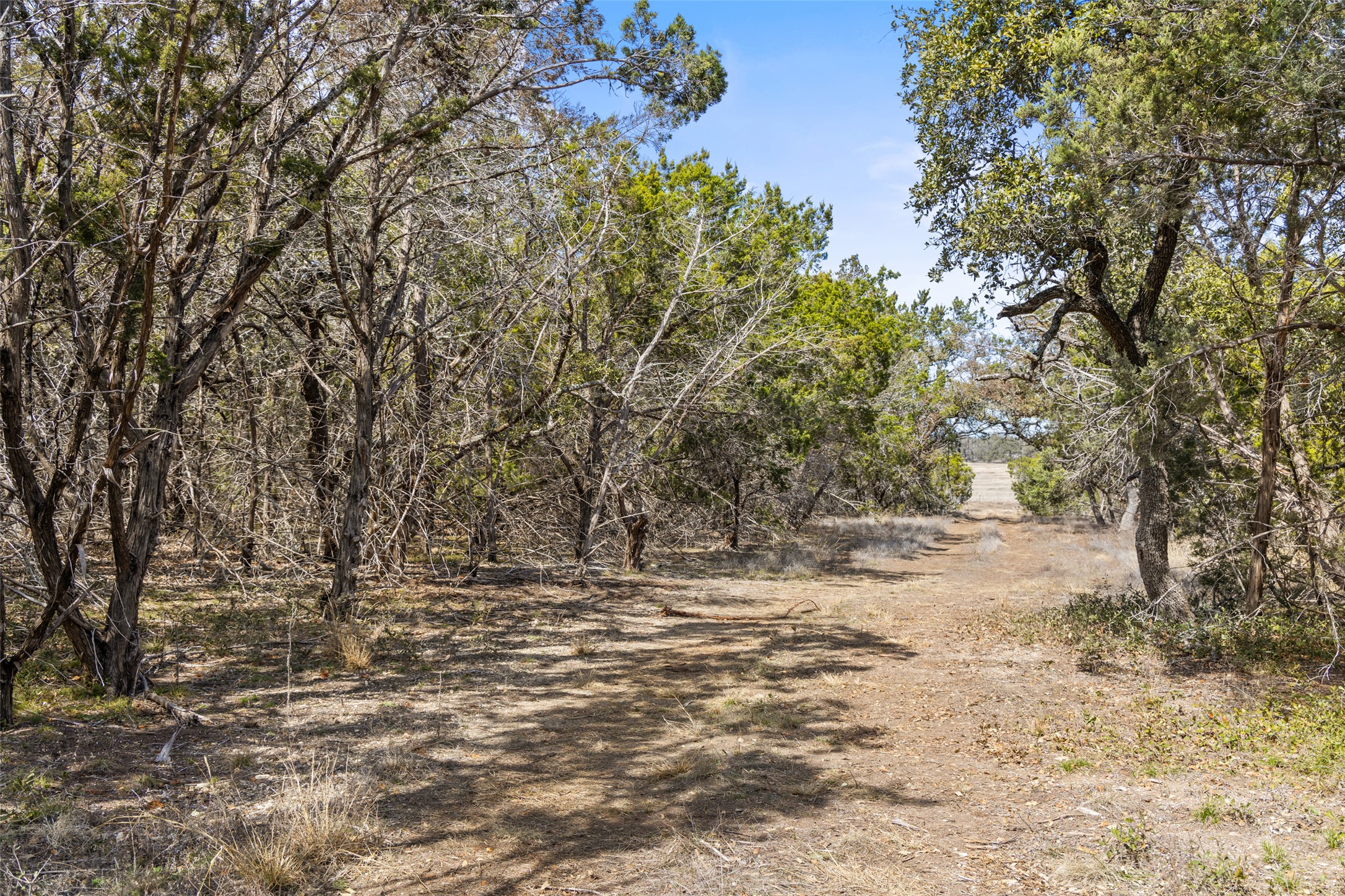 535 Becker Road Johnson City, TX 78636 - Photo 3 of 6 A rustic path meanders through a grove of mature trees, leading to an open meadow.
