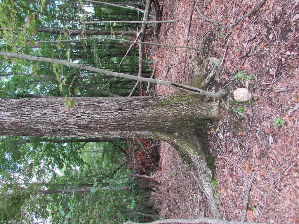 Tbd Adams Road Hays, NC 28635 - Photo 19 of 20 Gallery Image 19