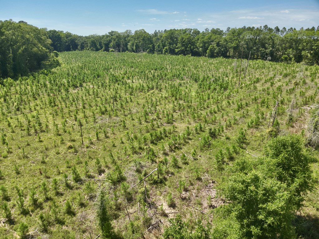 60-acres Hutton Road Hartford, AL 36344 - Photo 23 of 31
