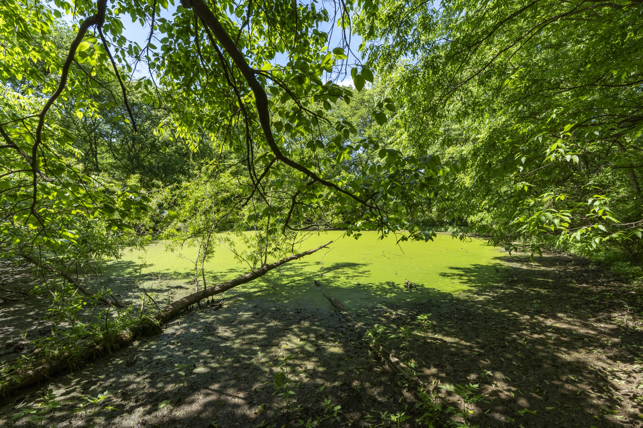 5078 Boyd Holland Road Springfield, TN 37172 - Photo 38 of 46 a view of yard